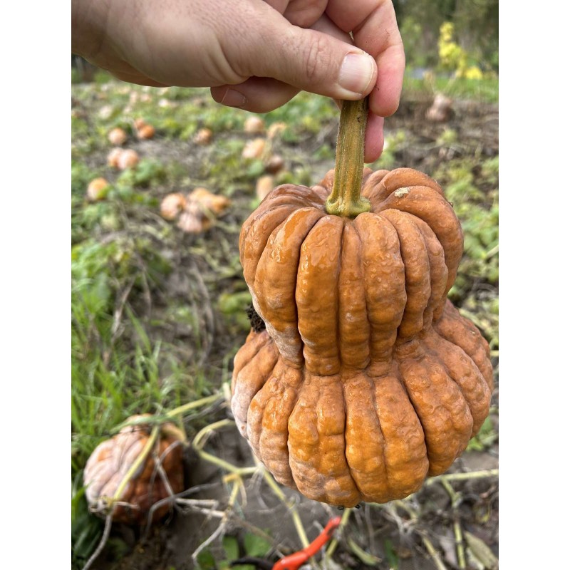 Cucurbita Moschata Shishigatani Courge Musqu E Graines Seeds