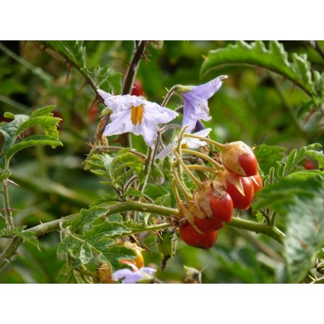 solanum morelle balbis graines