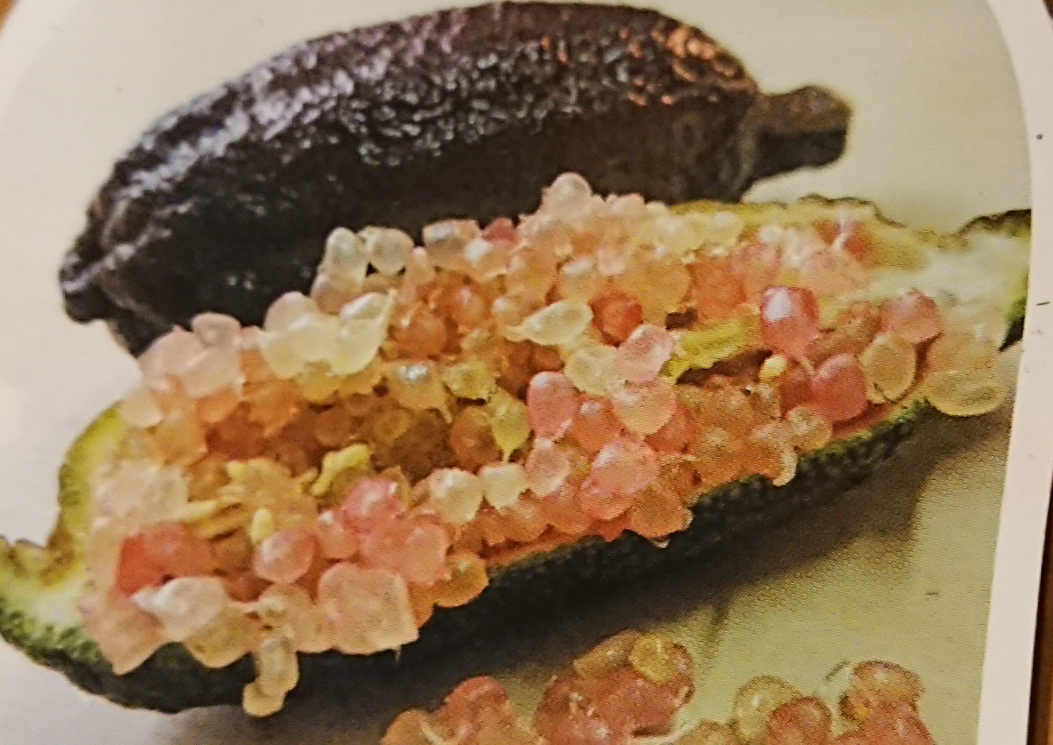 Microcitrus australasica - Citron caviar - Pépinières Constantin