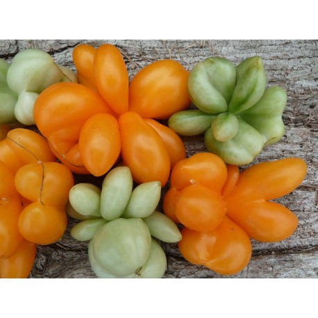 Tomate 'Phil's One' - Solanum lycopersicum (graines / seeds)