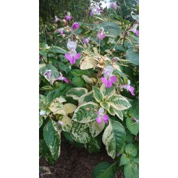 Impatiens balfourii 'Variegata' - Fleur qui pète, Impatiens ou Balsamine de Balfour (Graines / seeds)