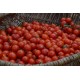 Tomate ancienne 'Bajaja' - (Graines / Seeds)