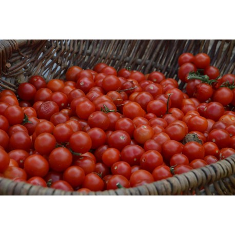 Tomate ancienne 'Bajaja' - (Graines / Seeds)