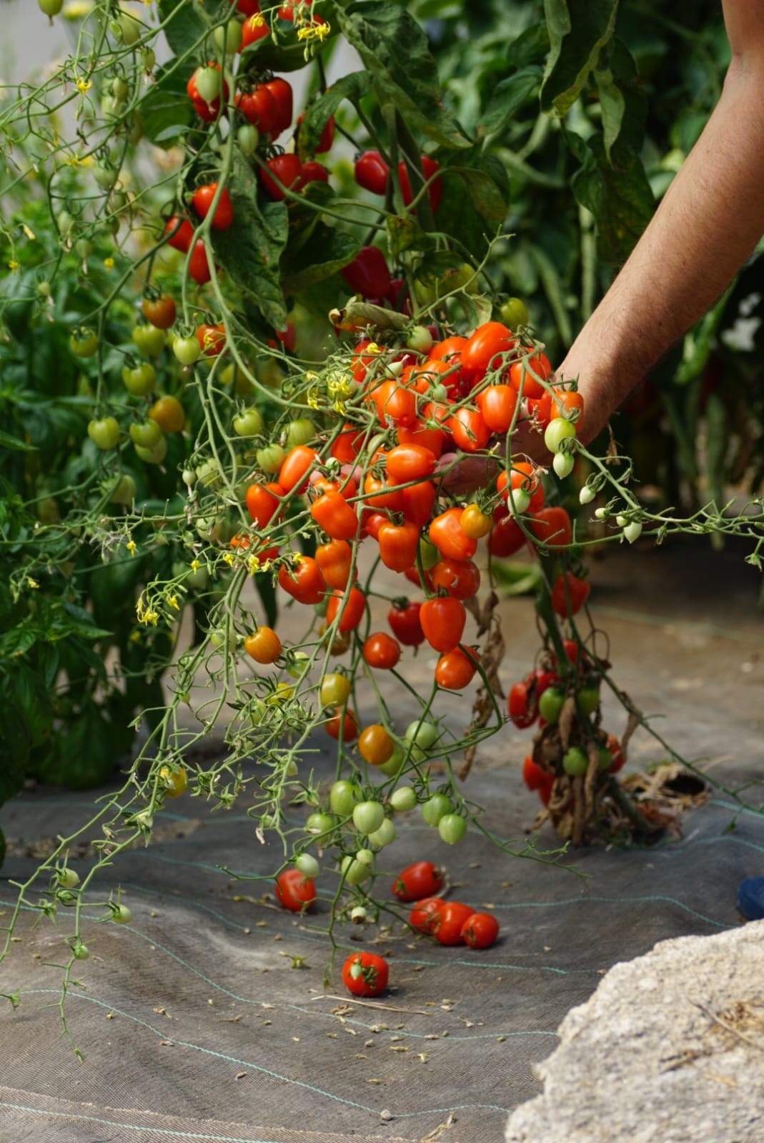 Tomate cerise Sweetheart - Bio - Jardins de l'écoumène