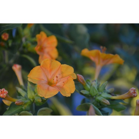 Mirabilis jalapa 'Orange' - Belle de nuit (graines / seeds) BIO