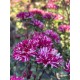 Callistephus chinensis 'Matstmoto red striped' - Reine-marguerite (Graines / Seeds)