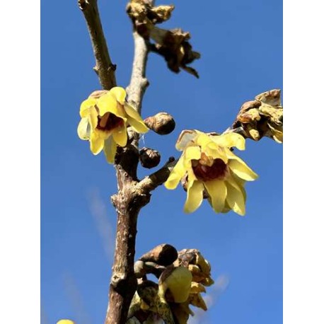Chimonanthus praecox  - Chimonanthe odorant (Graines / Seeds)