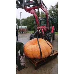 Cucurbita maxima 'Atlantic Giant' - Potiron géant de compétition (Graines / Seeds)