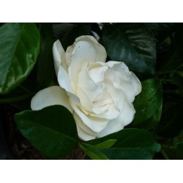 Gardenia jasminoïdes 'Summer Snow' - Gardénia rustique géant