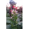 Nicotiana tabacum var. havanensis - Tabac Cubain (graines / seeds)