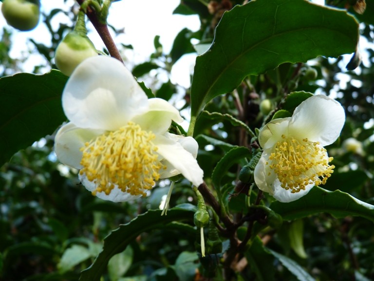 Le théier : découvrez l'arbre camellia sinensis - Ma Box Thé