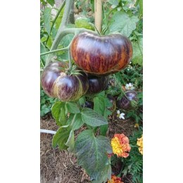 Solanum lycopersicum 'Alice Dream' - Tomate (Graines / Seeds)